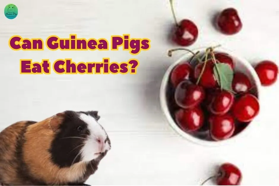 Can Guinea Pigs Eat Cherries