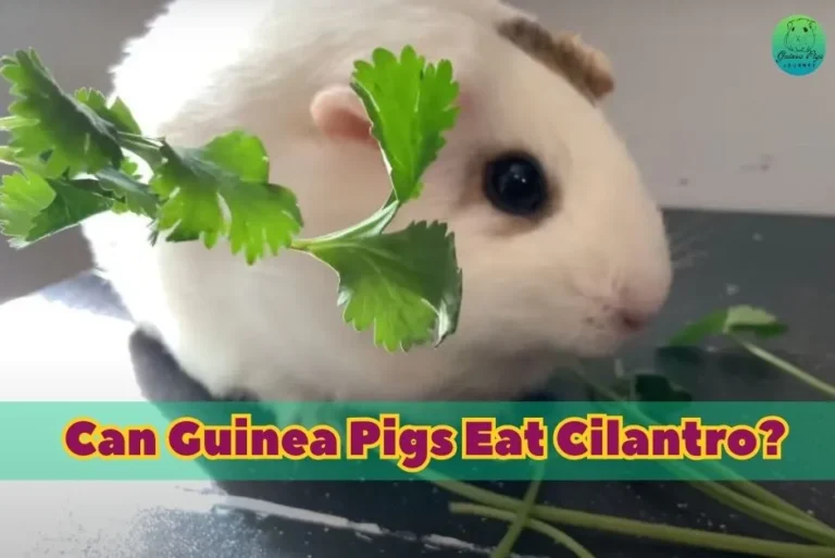 Can Guinea Pigs Eat Cilantro