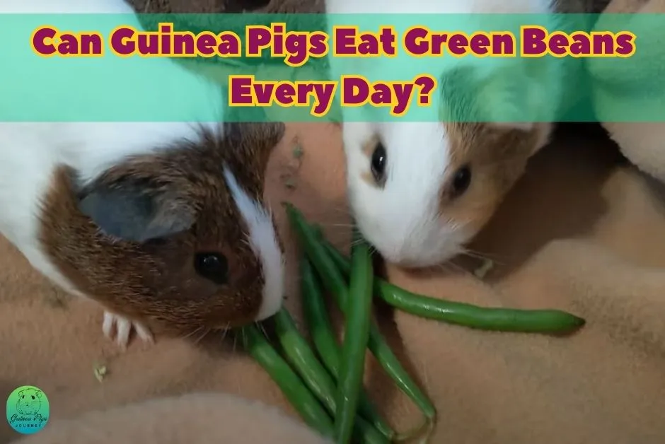 Can guinea pigs eat green beans