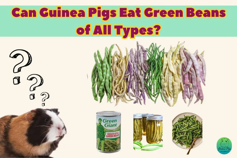 Can guinea pigs eat green beans