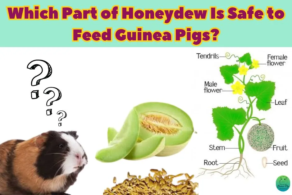 Can Guinea Pigs Eat Honeydew