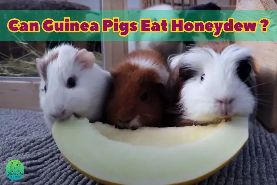 Can Guinea Pigs Eat Honeydew