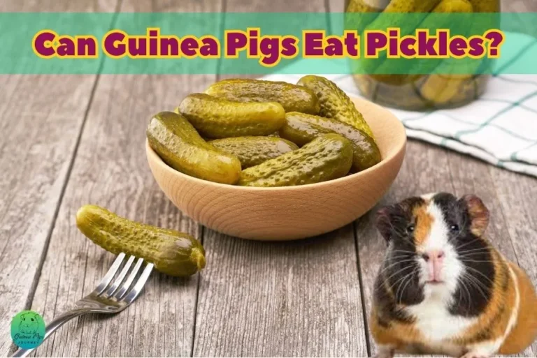 Can Guinea Pigs Eat Pickles