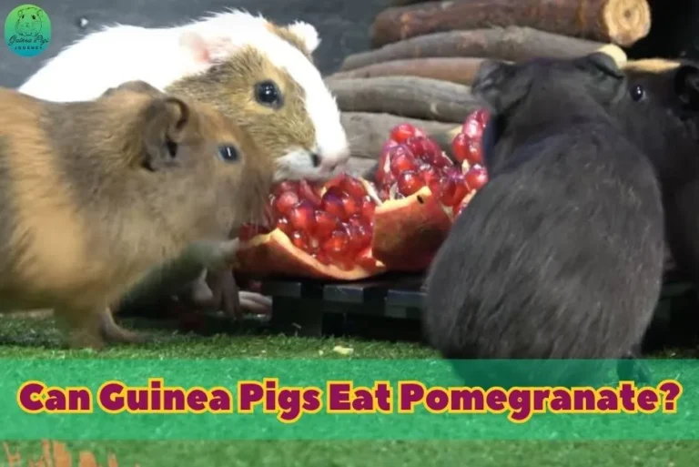 Can Guinea Pigs Eat Pomegranate