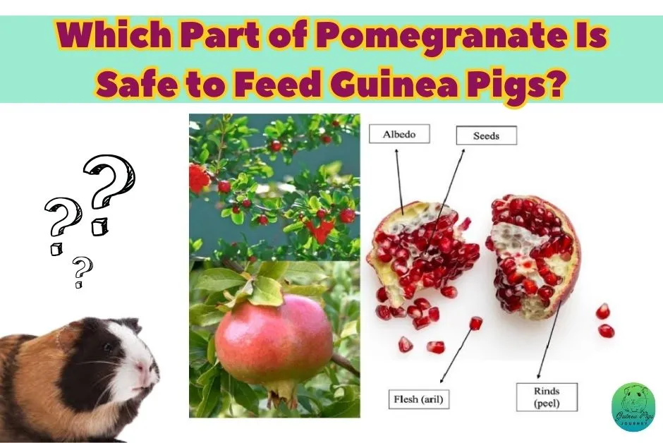 Can Guinea Pigs Eat Pomegranate