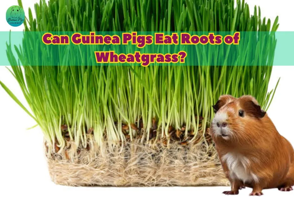 Can guinea pigs eat wheatgrass