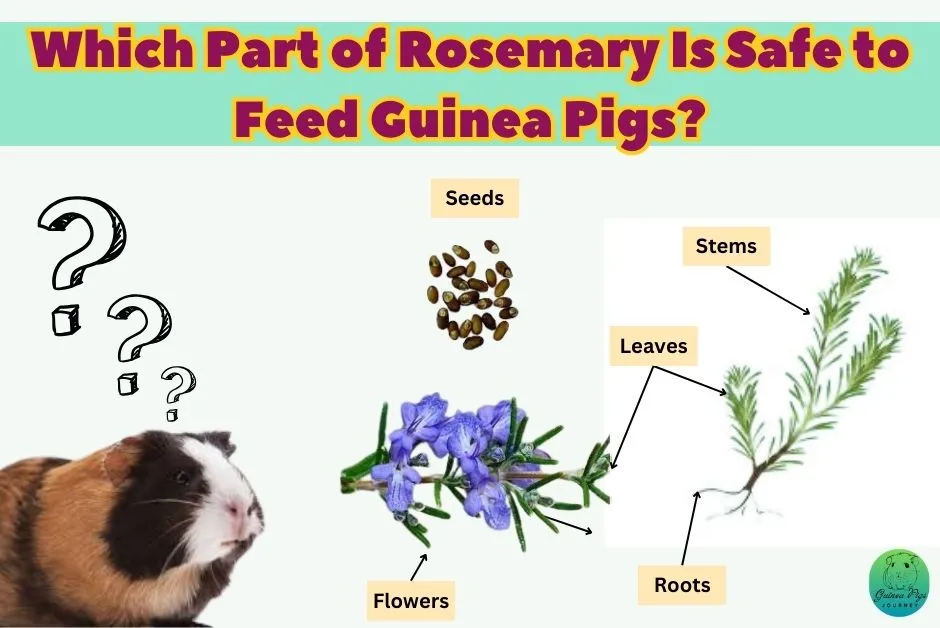 Can Guinea Pigs Eat Rosemary