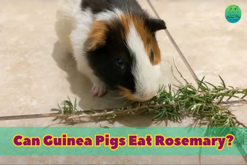 Can Guinea Pigs Eat Rosemary