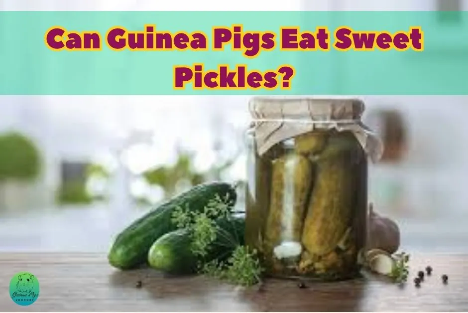 Can Guinea Pigs Eat Pickles