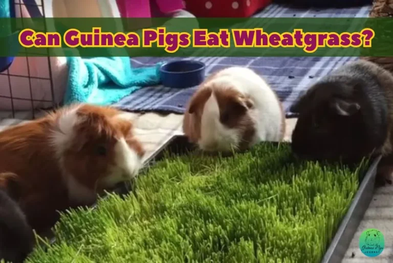 Can guinea pigs eat wheatgrass