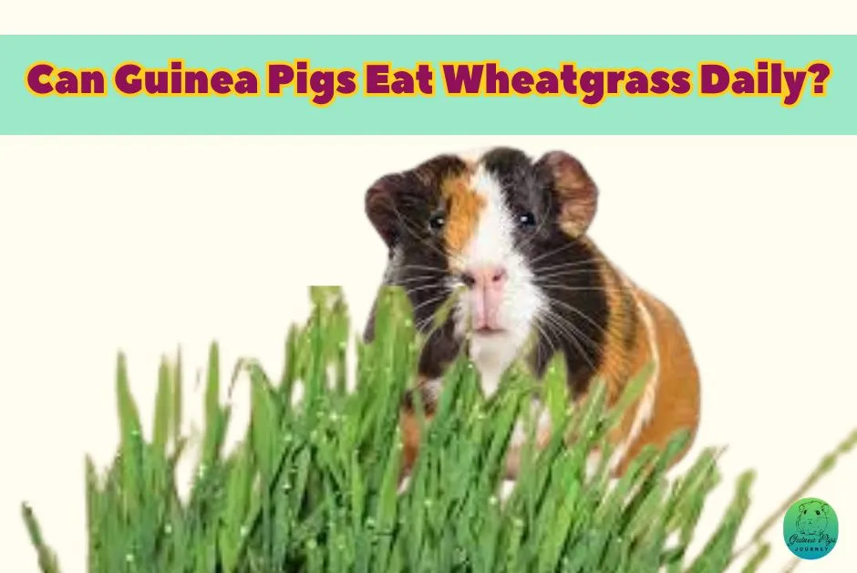 Can guinea pigs eat wheatgrass