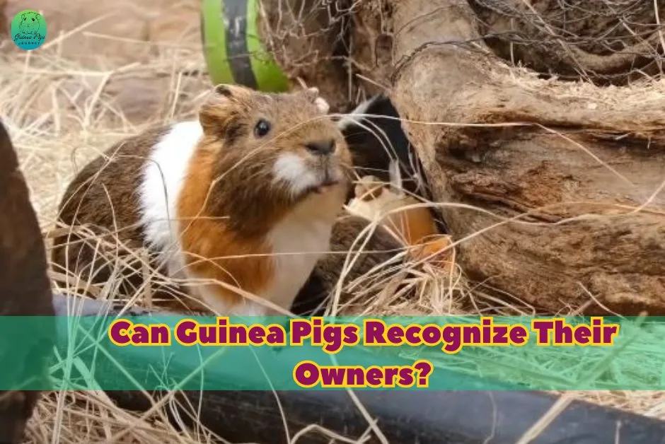 Do Guinea Pigs Miss Their Owners