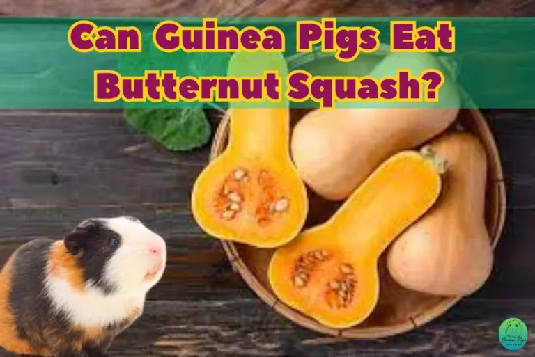 Can guinea pigs eat butternut squash? 9 Surprising Truths, Risks, and Benefits