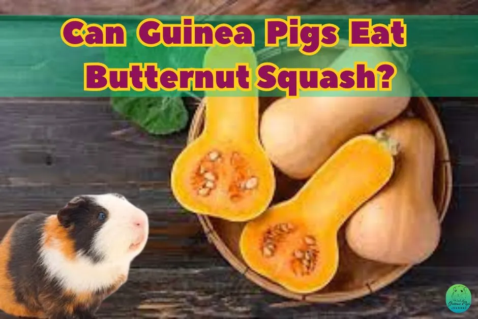 Can guinea pigs eat butternut squash