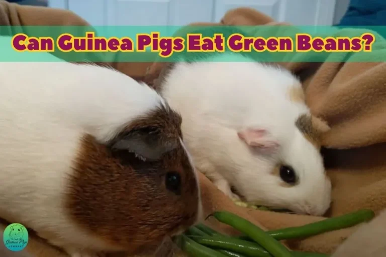 Can Guinea Pigs Eat Green Beans? (Risks, Benefits, 11 Best Guides & More)