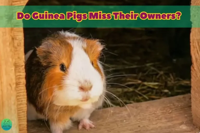 Do Guinea Pigs Miss Their Owners