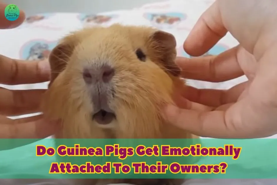 Do Guinea Pigs Miss Their Owners