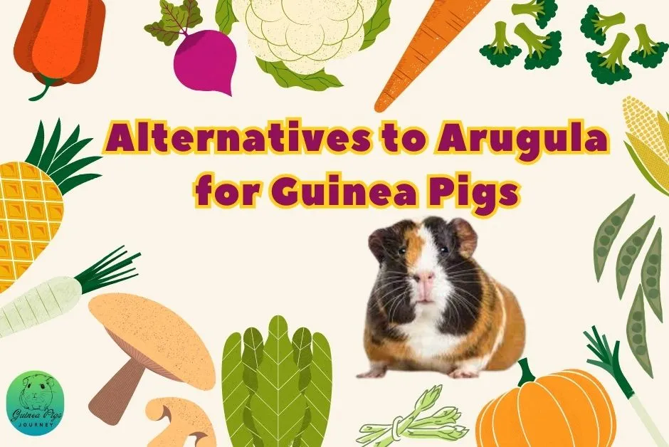 Can guinea pigs eat arugula