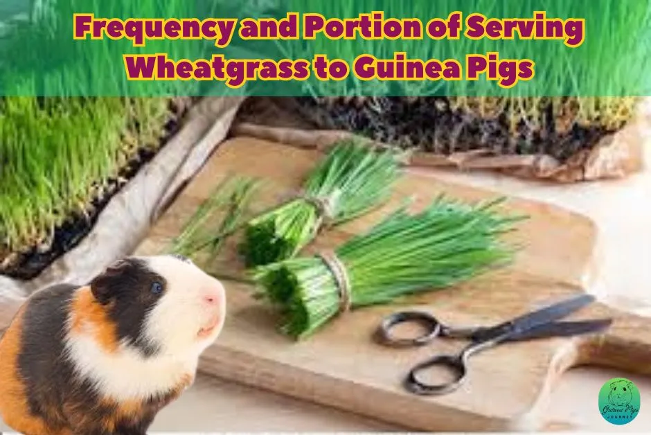 Can guinea pigs eat wheatgrass