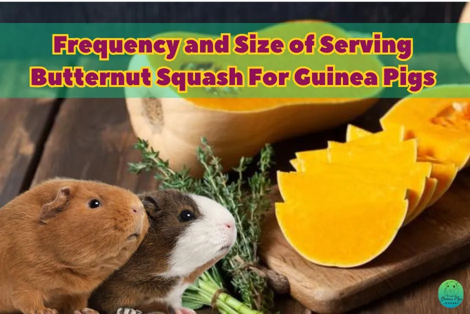 Can guinea pigs eat butternut Squash