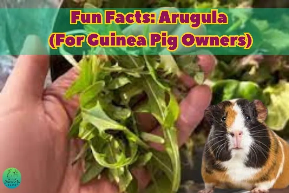 Can guinea clearance pigs have arugula