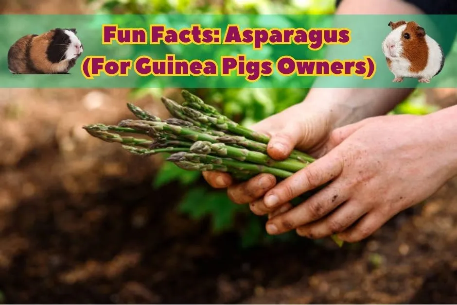 Can Guinea Pigs Eat Asparagus