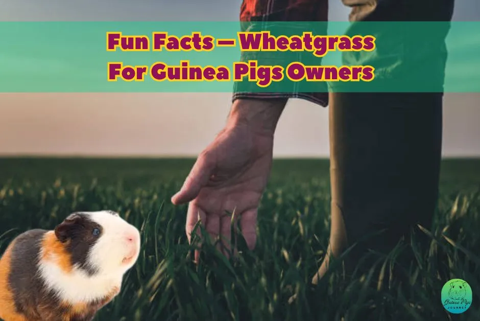 Can guinea pigs eat wheatgrass