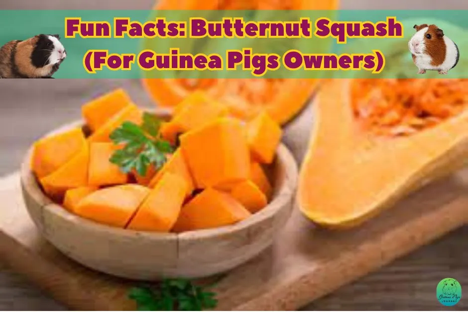 Can guinea pigs eat butternut squash