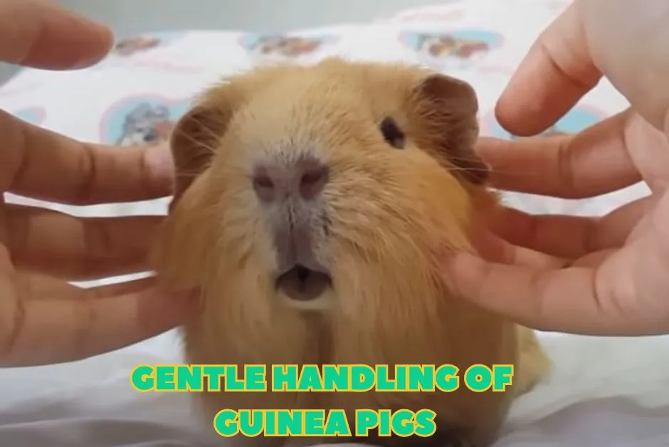 Key Points About Guinea Pigs - Gentle Handling Of Guinea Pigs