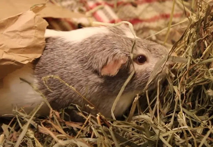 Fun Facts about Guinea pigs - love eating Hay