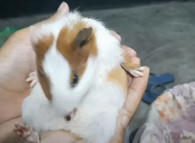 Guinea pig eating its poop 1