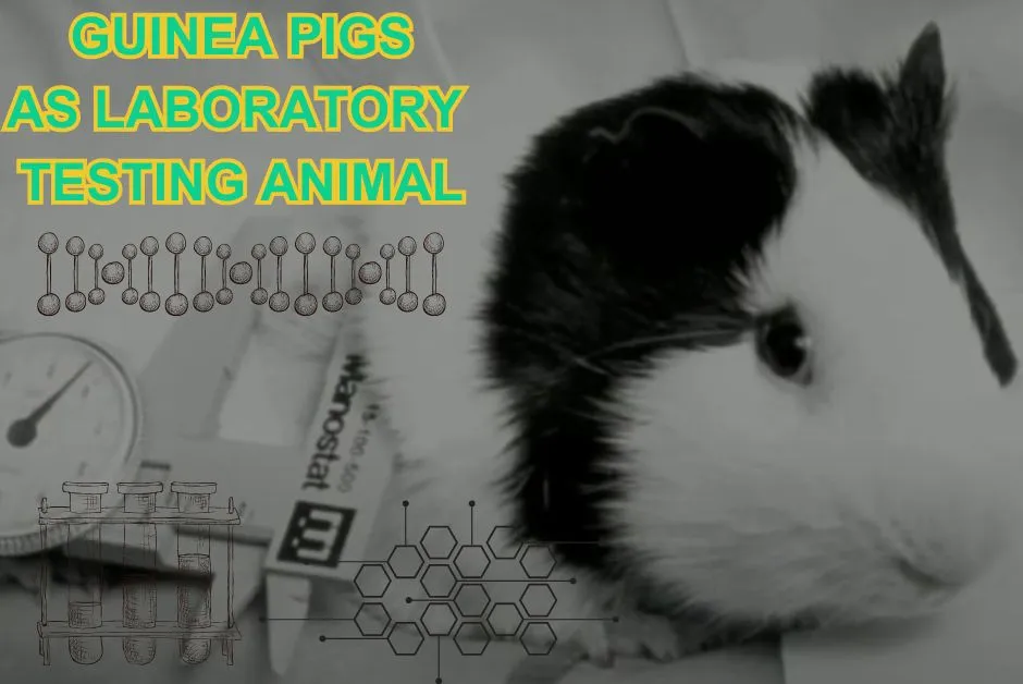 Key Points About Guinea Pigs - Laboratory Testing Animal