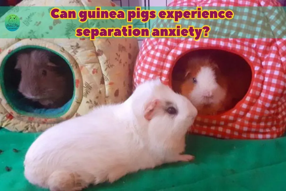 Do Guinea Pigs Miss Their Owners