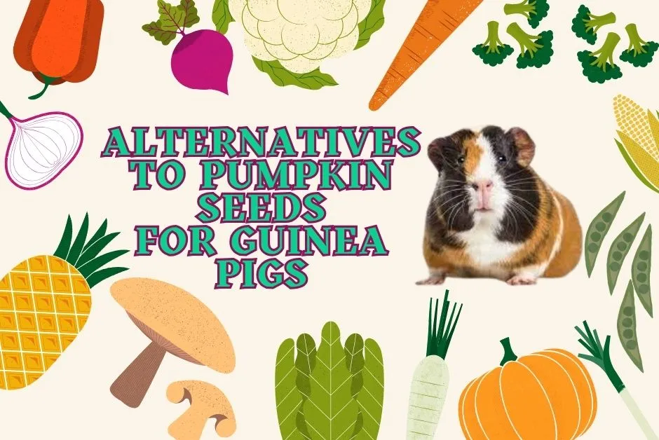 Can guinea pigs eat pumpkin seeds?