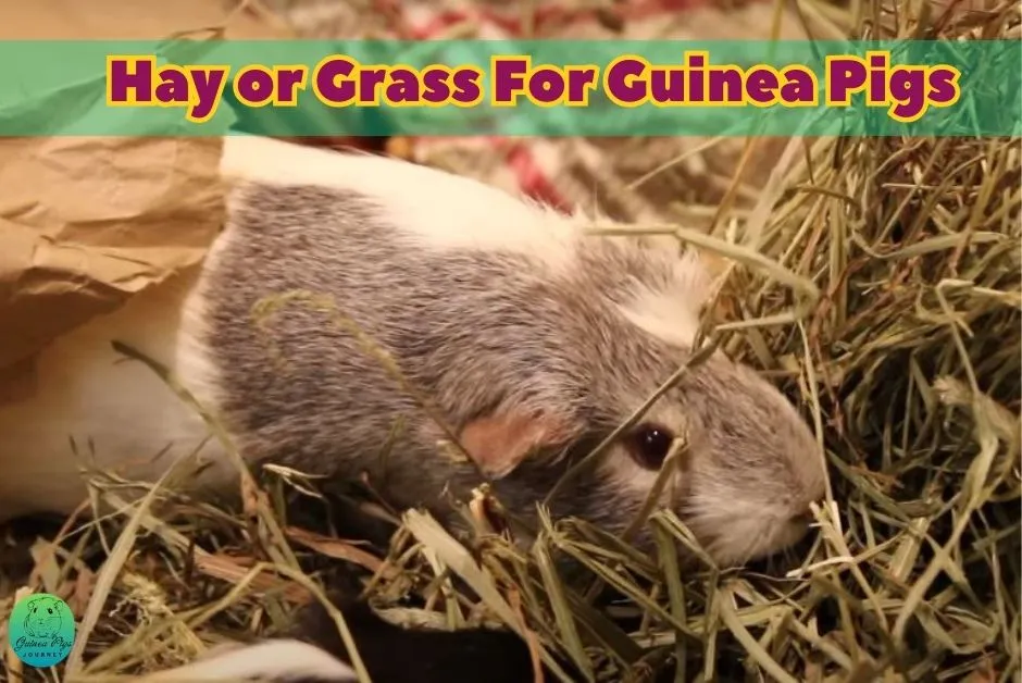 Recommended And Best Diet For Guinea Pigs