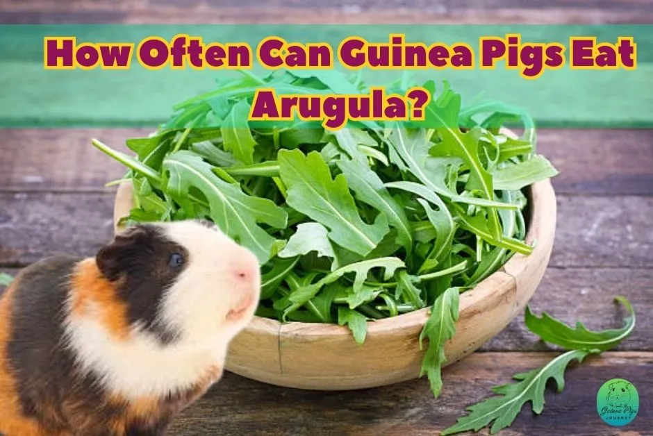 Can guinea shop pigs have arugula