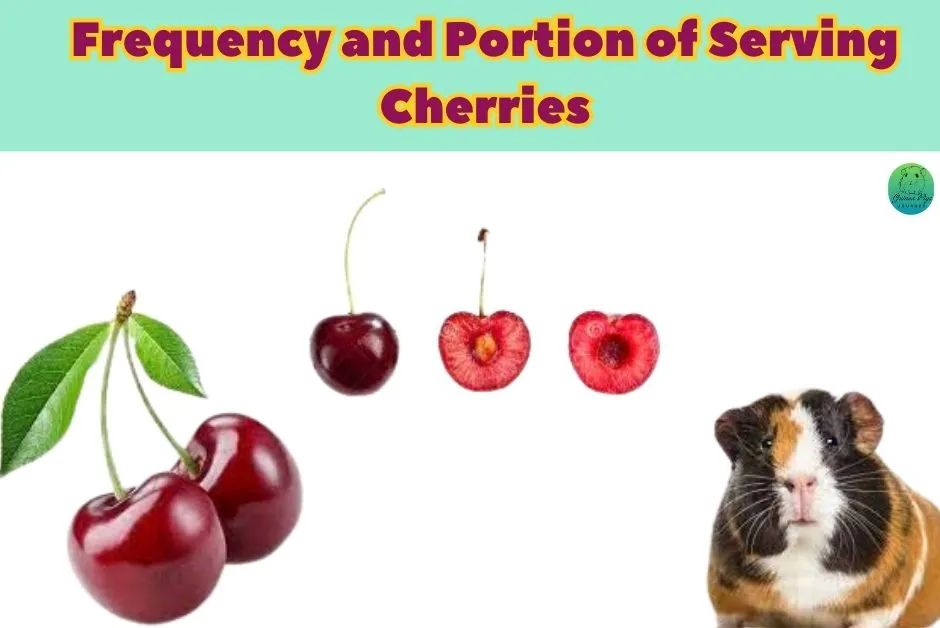 Can Guinea Pigs Eat Cherries