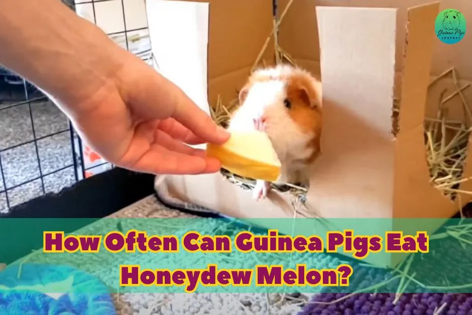 Can Guinea Pigs Eat Honeydew