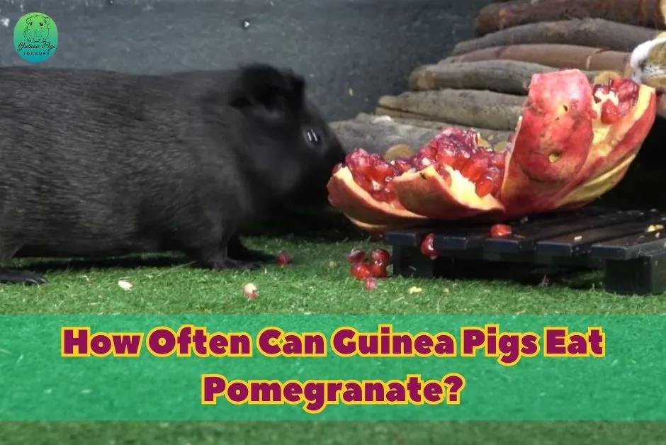 Can guinea pigs have pomegranate best sale