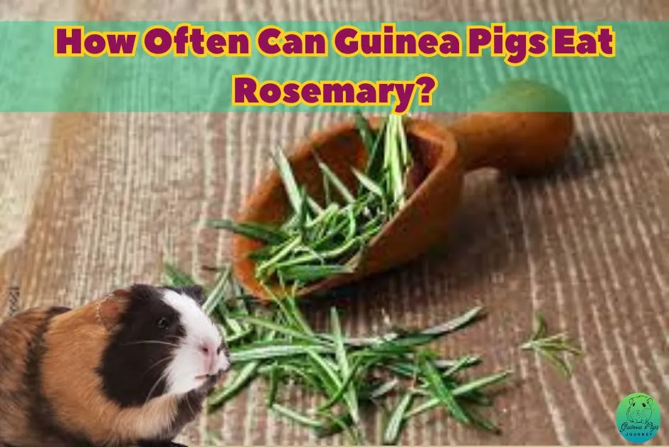 Can Guinea Pigs Eat Rosemary