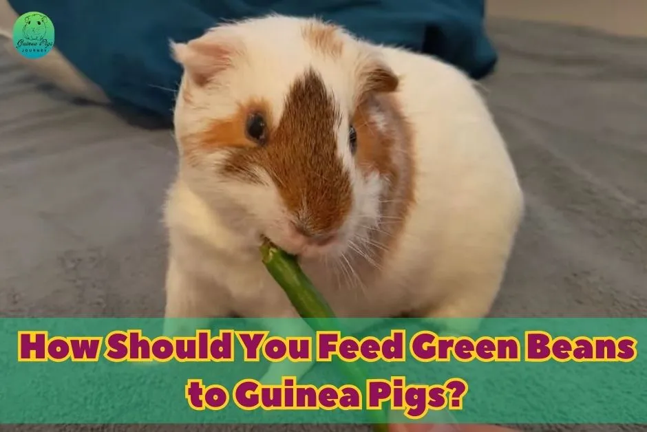 Can guinea pigs eat green beans