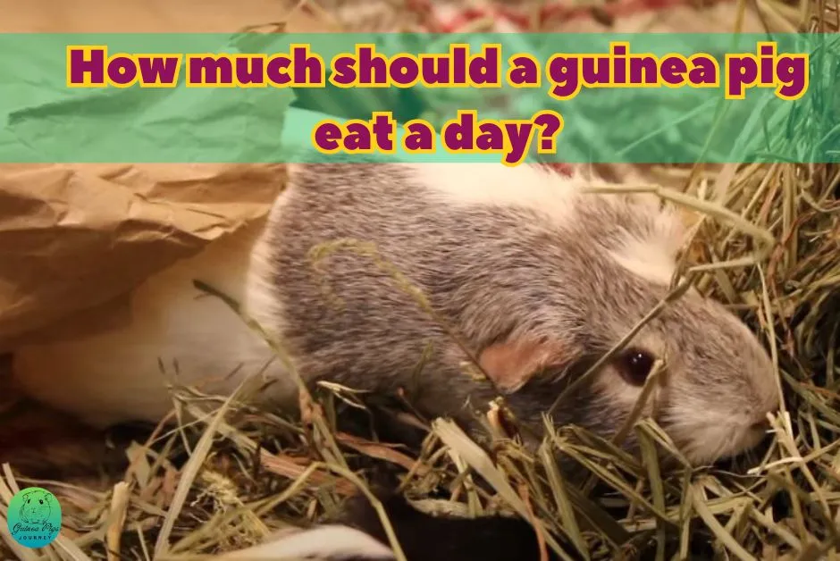 How much should a guinea pig eat a day