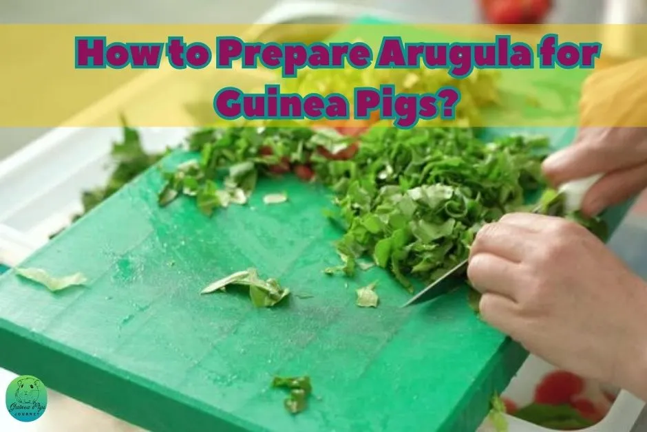 Can guinea pigs eat arugula