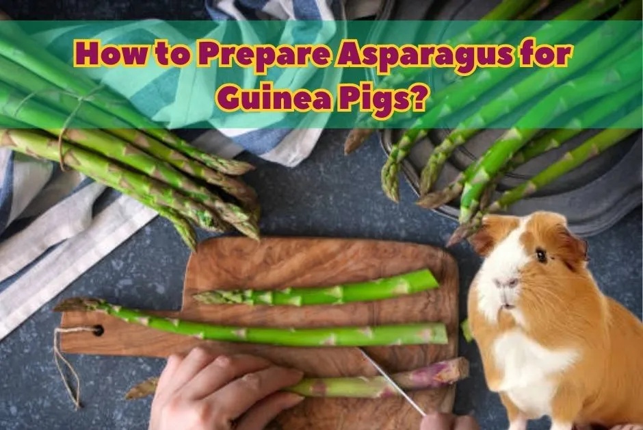 Do guinea 2024 pigs eat asparagus