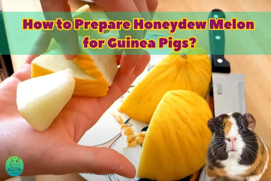 Can Guinea Pigs Eat Honeydew