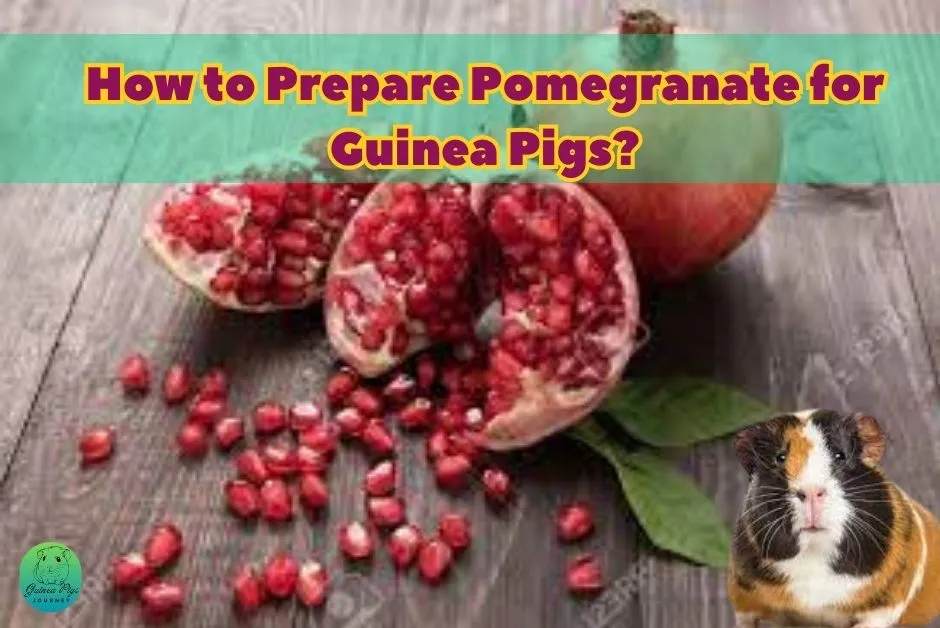 Can Guinea Pigs Eat Pomegranate