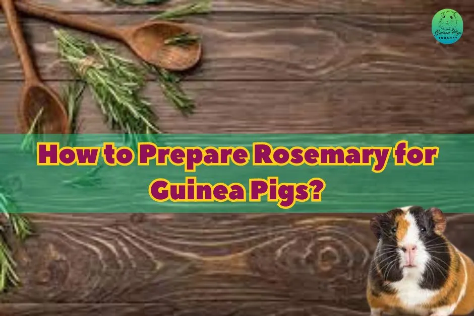 Can Guinea Pigs Eat Rosemary