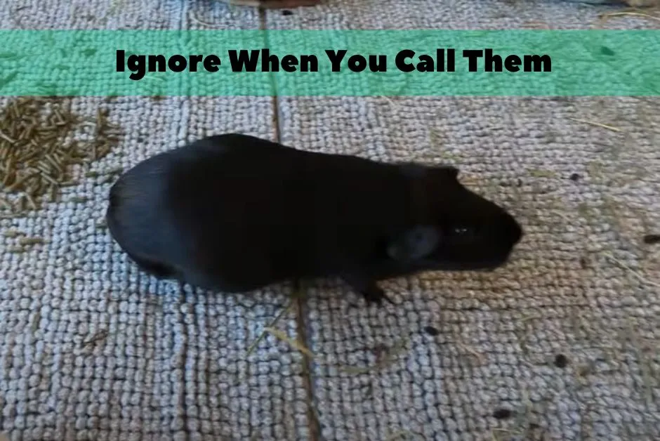 Signs Your Guinea Pig Hates You