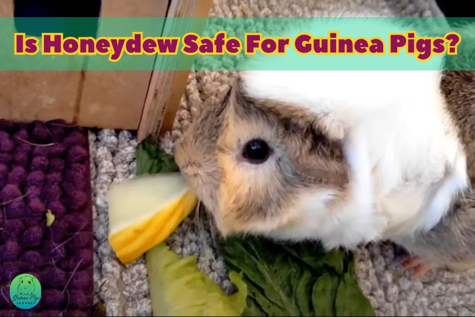 Can Guinea Pigs Eat Honeydew