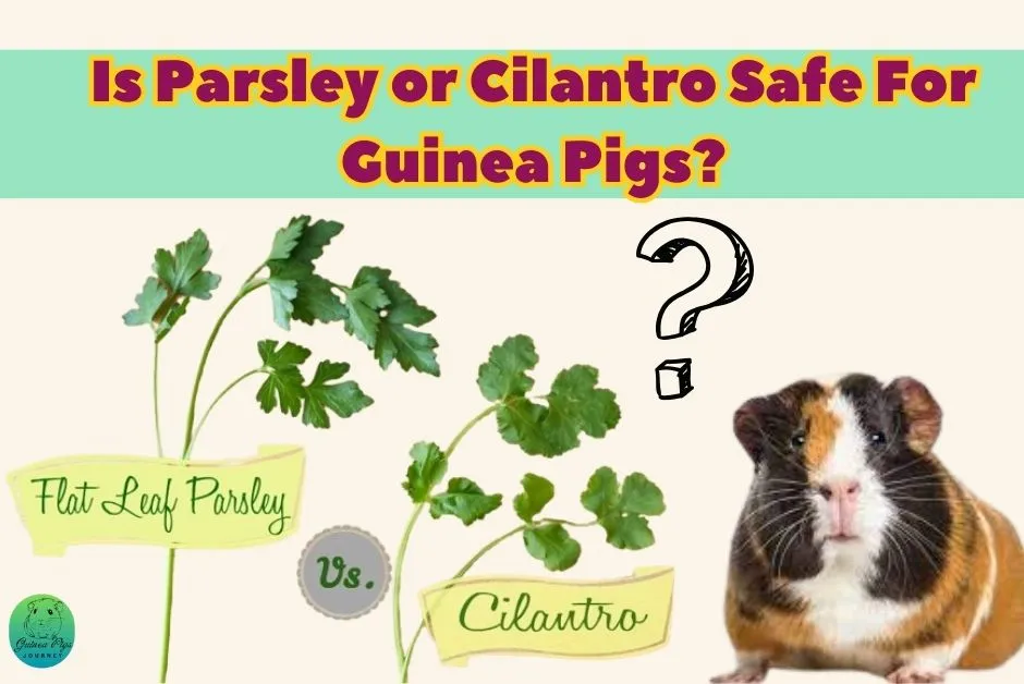 Is Parsley or Cilantro Safe For Guinea Pigs